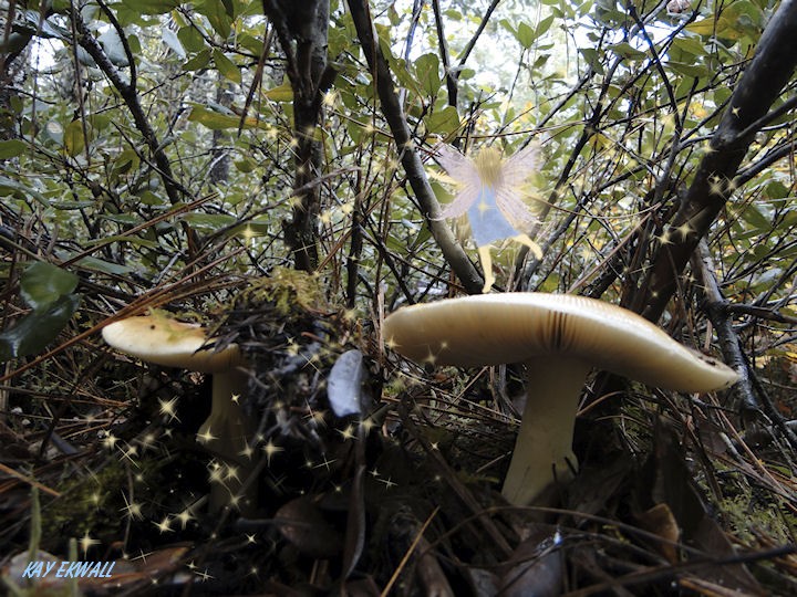 Mushroom Fairies